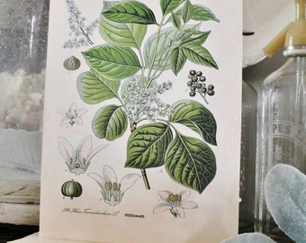 il_340x270.2993366314_phmv.jpg