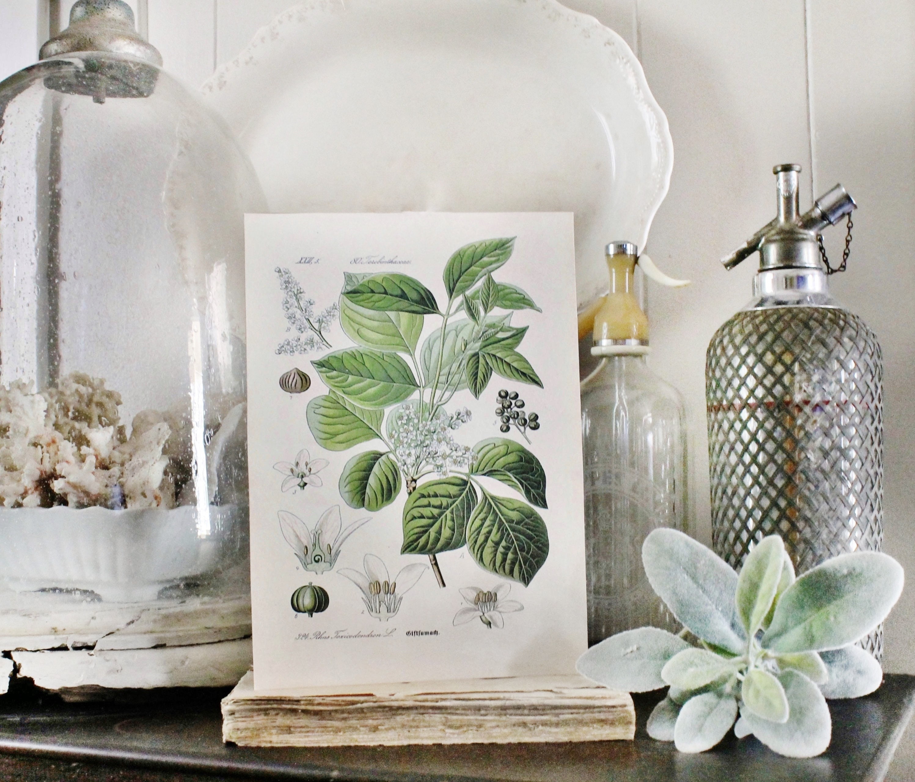 USオリジナル　Ivy – Realistic サイン入りポスター付　レコード Vintage Poison Ivy Botanical Print, Farmhouse Wood Sign - Etsy