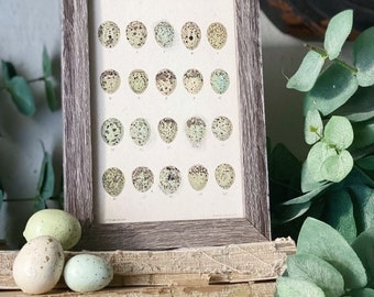 Botanical EGGS Vintage Easter Framed Barn Wood Sign Natural History Book Page French Farmhouse Speckled Eggs Chart