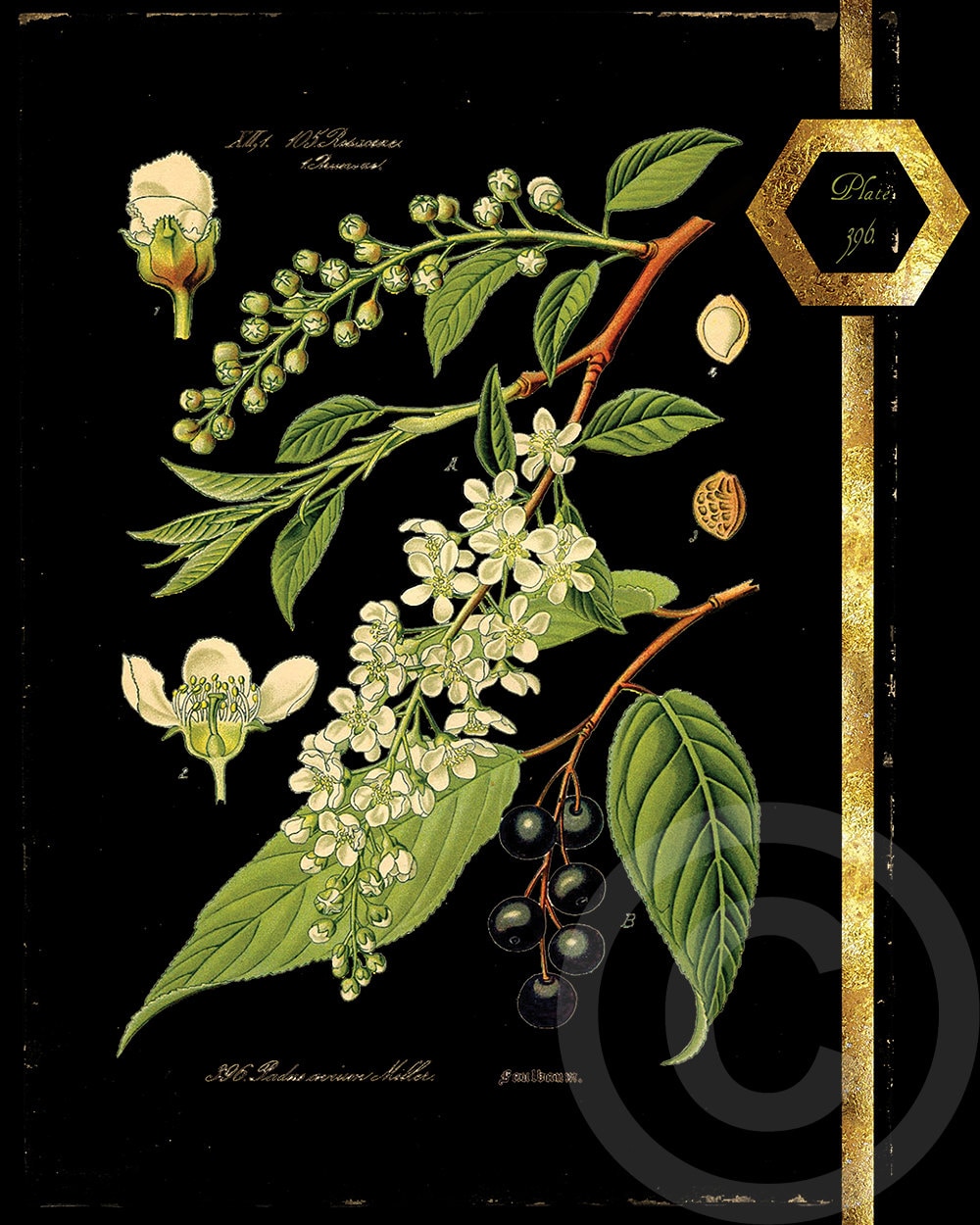 Digital Natural History Vintage Fine Art Print Botanical & - Etsy