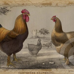 Vintage Rooster & Chicken in Barnyard Print 1800s Natural History INSTANT DOWNLOAD Digital Image 2 French country Wall Art, Cards, Fabric