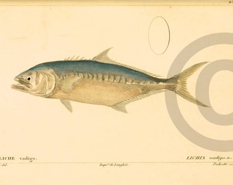 Costal Digital Wall Art Fish Shabby Blue Natural History Print INSTANT DIGITAL DOWNLOAD Vintage Beach Nautical Print Teal Blue