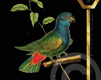 French Bird Print Le Perroquet Vintage Antique Digital Natural History Large Wall Art Black Background INSTANT DIGITAL Download Hex Line