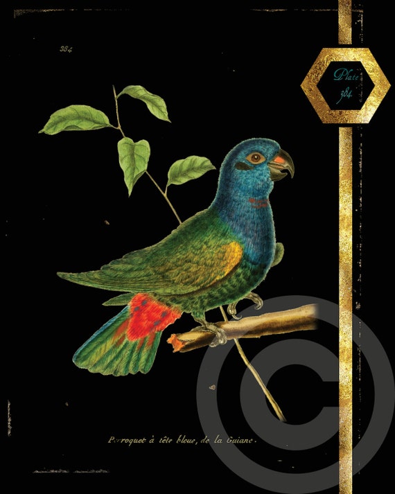 Francese Uccelli Stampa Le Perroquet Vintage Antico Digital Etsy