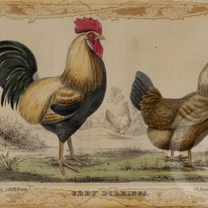 Vintage Rooster & Chicken in Barnyard Print 1800s Natural History INSTANT DOWNLOAD Digital Image 4 French Country  Wall Art, Cards, Fabric