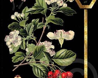 Digital Natural History Vintage Fine Art Print Botanical & Floral Black Background INSTANT DIGITAL Download Plate #417 Hex Line