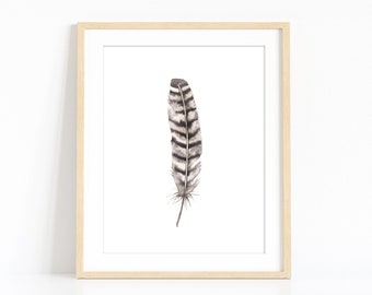 Wild Turkey Feather
