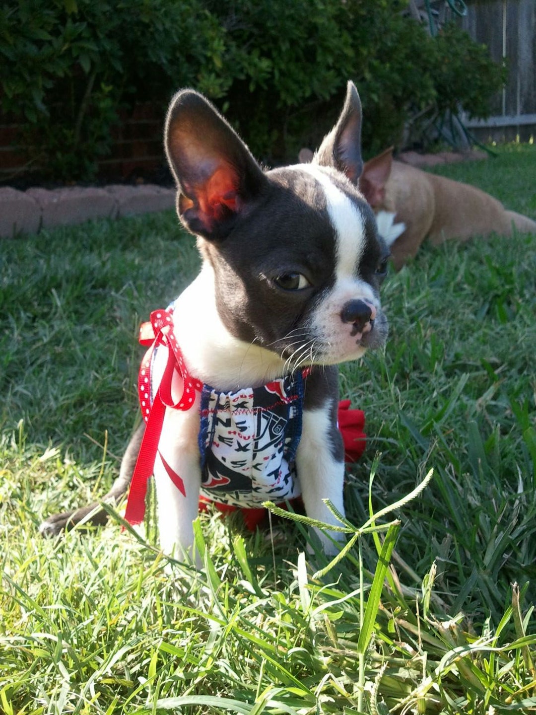 Baseball Dog Dress by Ishtex main image 0