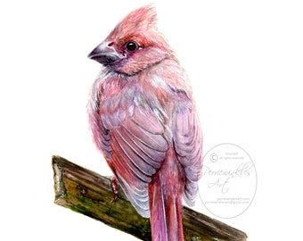 Bird Painting, Bird Art, Cardinal, Bird art, Art Prints, Animal Prints, Cardinal Painting, Fine Art, Watercolor Painting, Art, Perriewinkles