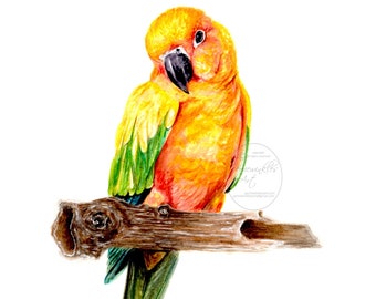 Bird Painting, Bird Art, Parrot, Dark art, Art Prints, Animal Prints, Parrots, Fine Art, Watercolor Painting, Parrot Print, Perriewinkles