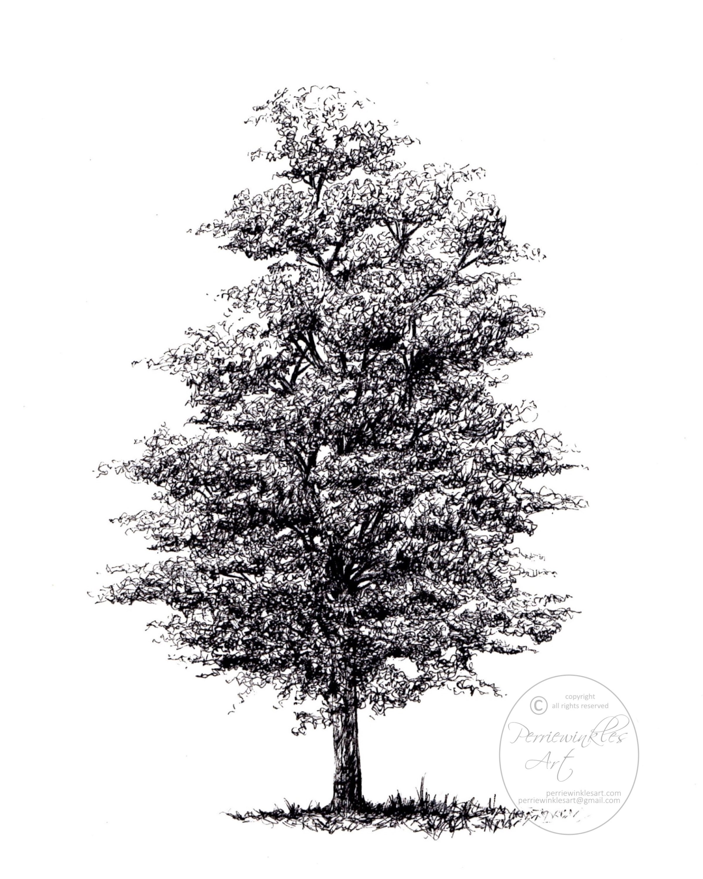 Tree Drawing Black And White