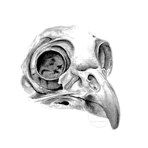 Bird Painting, Bird Art, skull art, Bird skull, Art Prints, Animal Prints, animal skull, skulls, Fine Art, Watercolor Painting,Perriewinkles