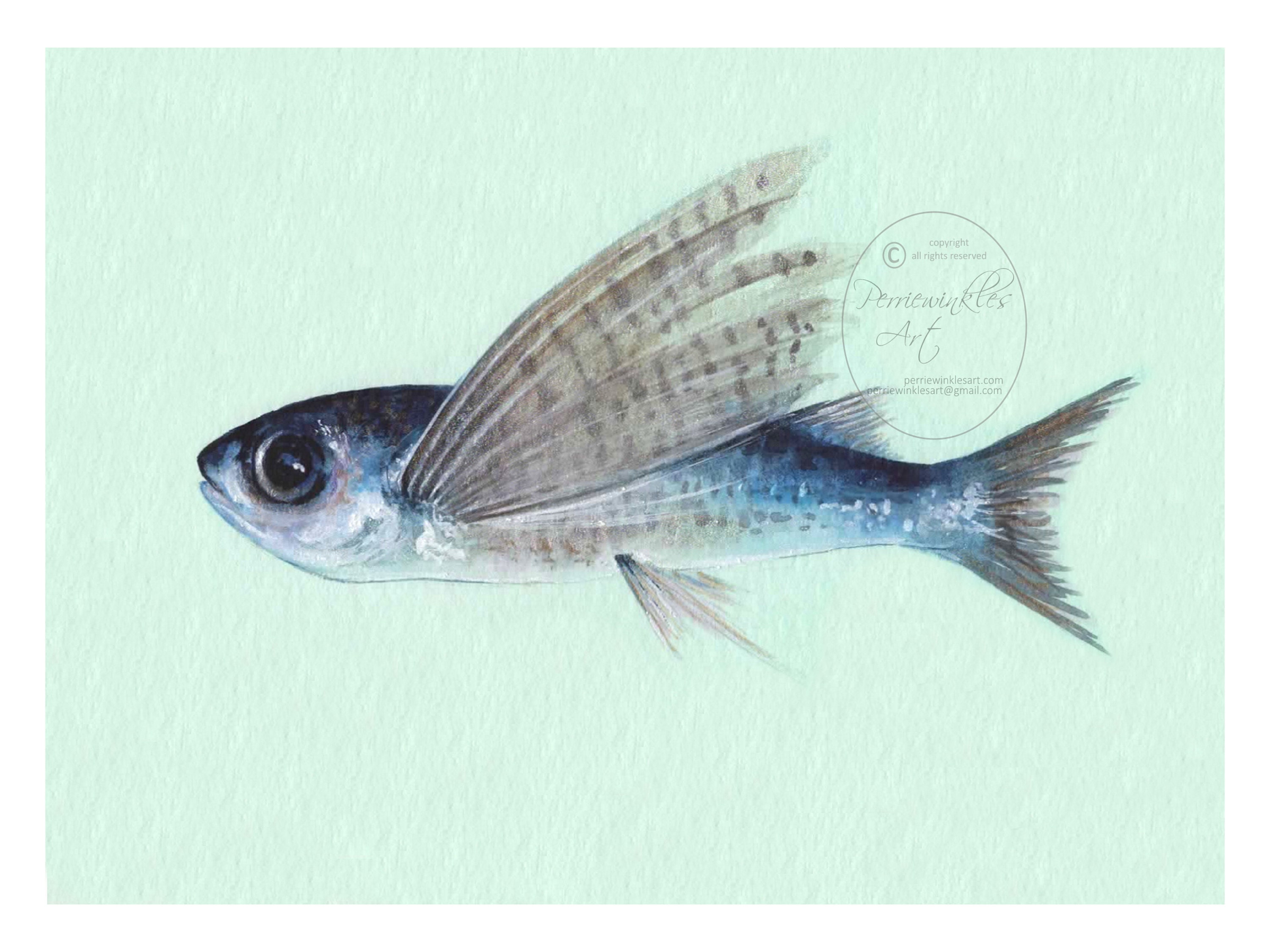 Buy Flying Fish Tropical Animal Fisher Aquarium Ocean Sealife Online in India - Etsy Buy Flying Fish Tropical Animal Fisher Aquarium Ocean Sealife Online in India - Etsy