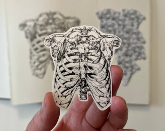 Ribcage ribs human anatomy anatomical sticker vinyl waterproof art journal laptop art stickers weird unique artist stickers by perriewinkles