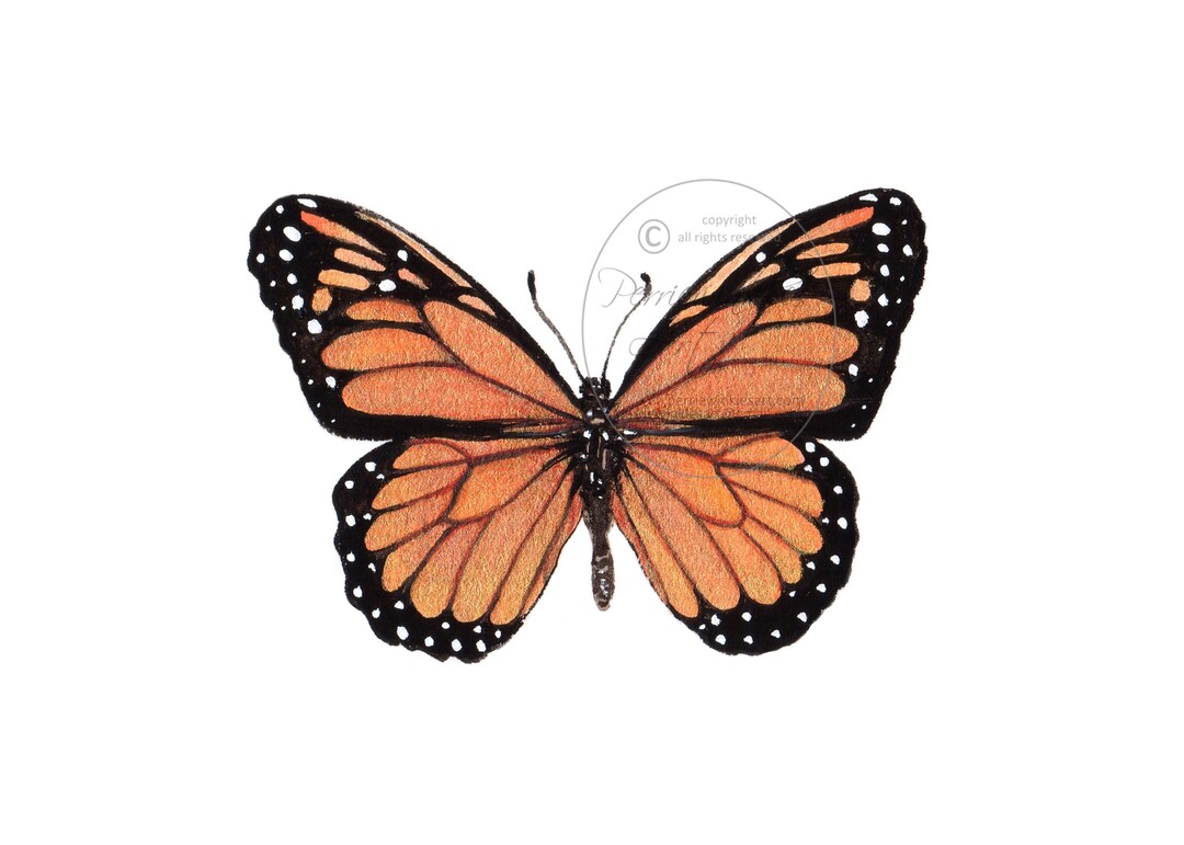 Orange Monarch Butterfly Watercolor Insect Animal Bug Cute Minimalist ...