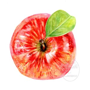 Still life painting, kitchen decor, apple, fruit painting, fruit, Fine Art Prints, Art, Watercolor Painting, Fine art Print, Perriewinkles