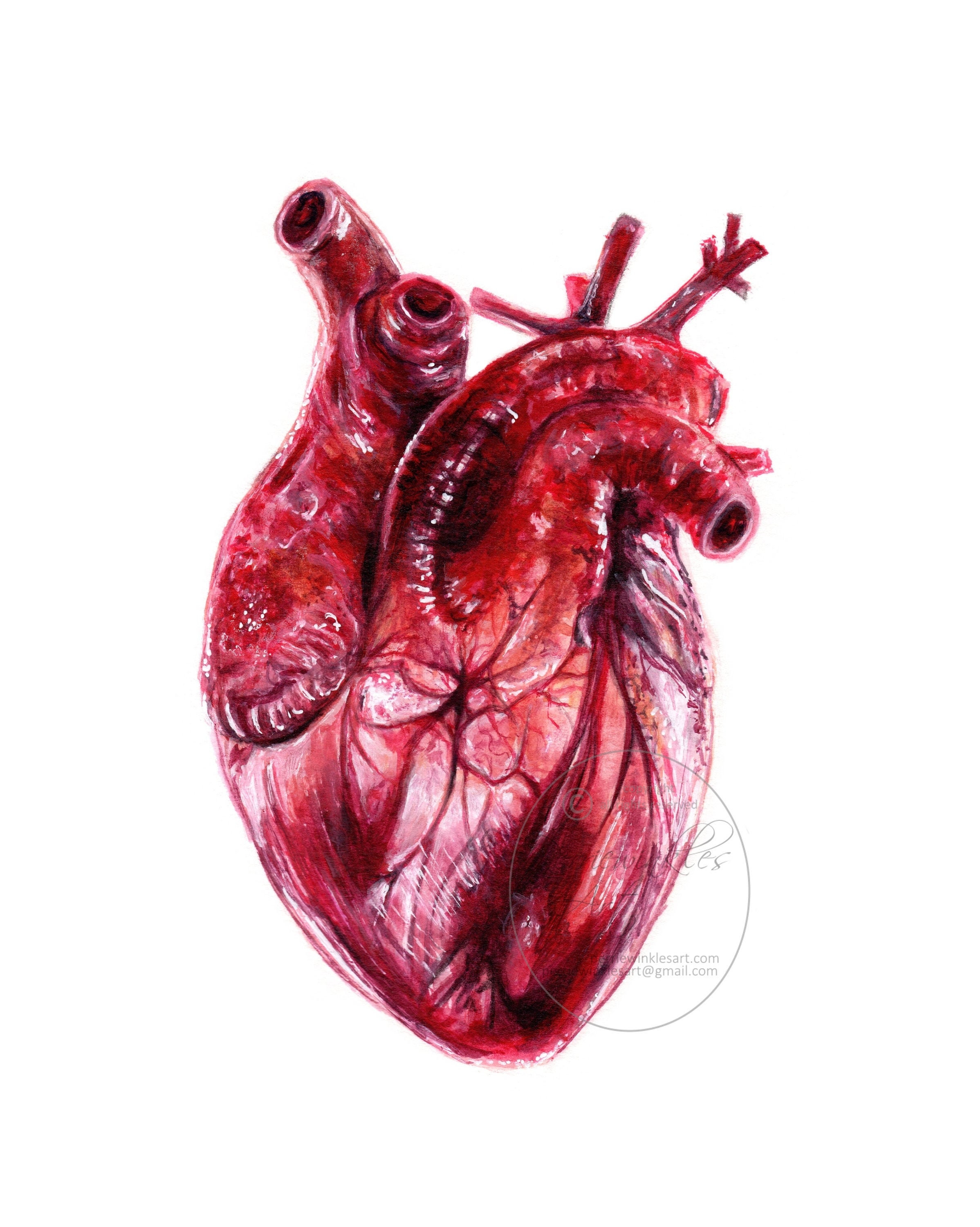 Human heart acrylic painting #acrylic #acrylic painting #anatomy  #humanheart #art