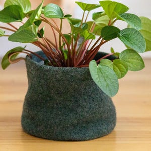 Könnte beinhalten: Ein grüner Filztopf mit einer grünen, blättrigen Pflanze, die darin wächst. Die Pflanze hat rote Stängel und steht in einem runden Topf.