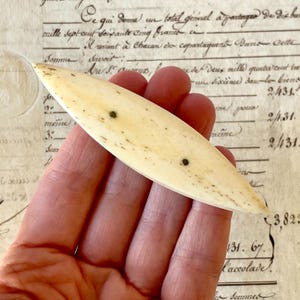 May include: An elongated, almond-shaped object with a smooth, off-white surface featuring subtle brown speckles and two small, dark circular markings positioned along the center line of the piece, tapering to points at both ends.