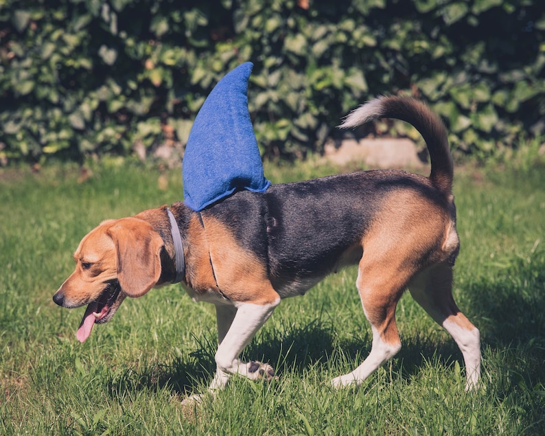 Puede incluir: Un beagle con un disfraz de aleta de tibur&oacute;n azul corre por un campo de hierba. El perro tiene un pelaje marr&oacute;n y negro y un pecho blanco.