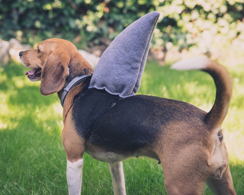 Puede incluir: Un perro beagle marr&oacute;n y blanco con un disfraz de aleta de tibur&oacute;n gris. El perro est&aacute; de pie sobre hierba verde.