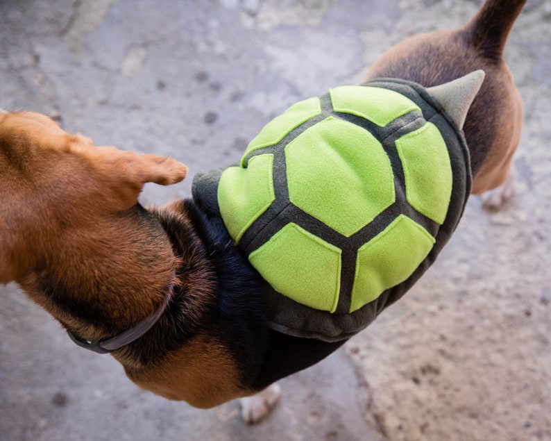 Op de afbeelding: Een bruine en zwarte hond die een groen en zwart schildpadkostuum draagt. Het kostuum heeft een schildvormige rug met een puntige staart.
