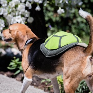 Op de afbeelding: Een beagle-hond die een groen schildpaden schild kostuum draagt. De hond loopt op een stoep met groen gras en witte bloemen op de achtergrond.