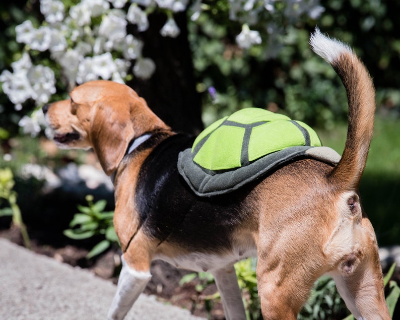 Op de afbeelding: Een beagle-hond die een groen schildpaden schild kostuum draagt. De hond loopt op een stoep met groen gras en witte bloemen op de achtergrond.