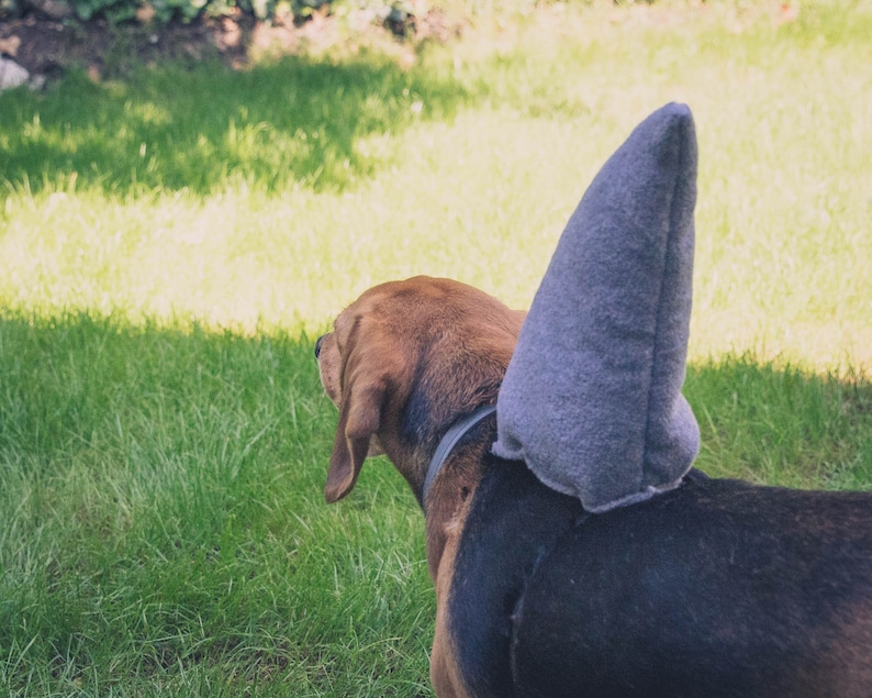 Puede incluir: Un perro marr&oacute;n y negro con un disfraz de aleta de tibur&oacute;n gris. El perro est&aacute; de pie sobre hierba verde.