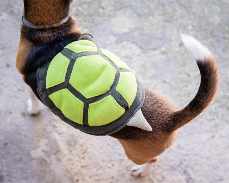 Op de afbeelding: Een bruine en witte hond die een groen en grijs schildpadkostuum draagt. Het kostuum heeft een schildvormige rug en een puntige staart.