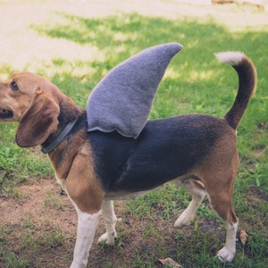 Puede incluir: Un perro beagle marr&oacute;n y blanco con un disfraz de aleta de tibur&oacute;n gris. El perro est&aacute; de pie sobre hierba verde.