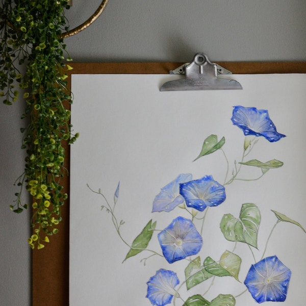 Morning Glory, print, Watercolor, floral, art, Botanical, September, birthday, birth, month, flower, blue, nature, green, nursery, bedroom