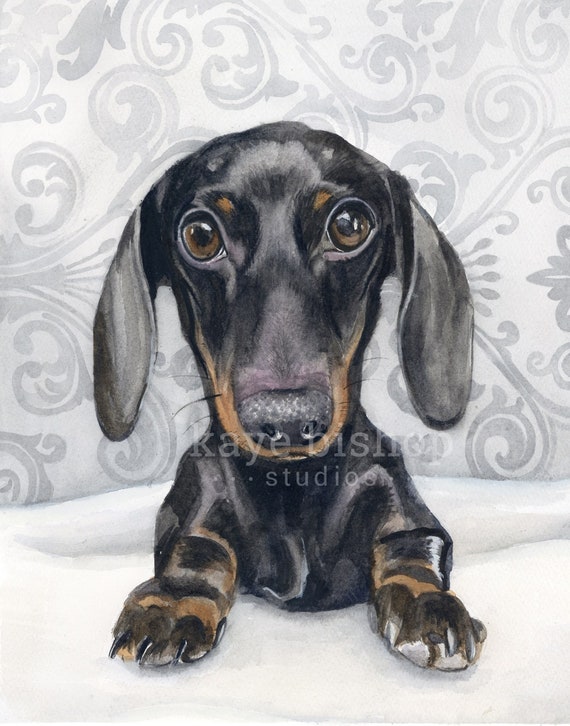 australian red heeler puppy