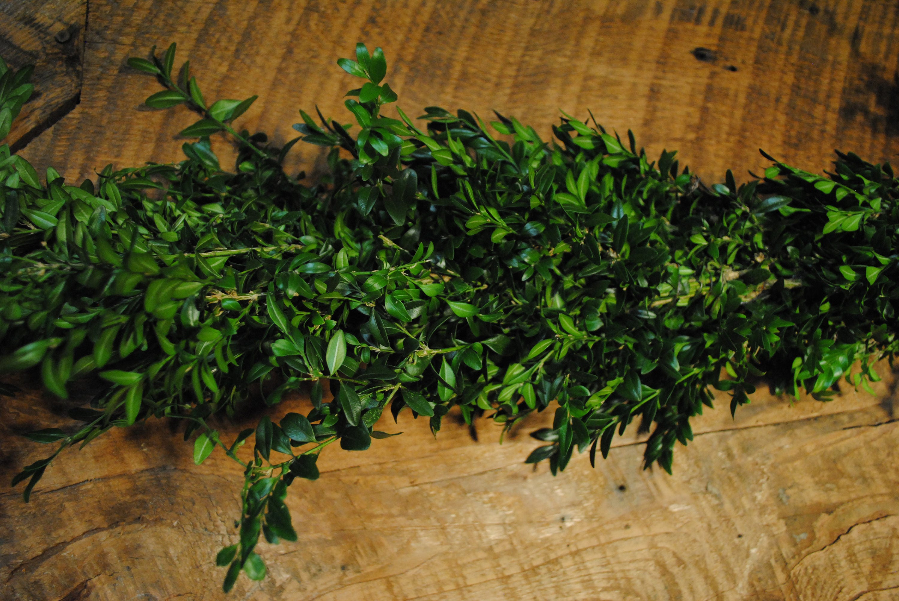 Fresh Boxwood Garland - Etsy