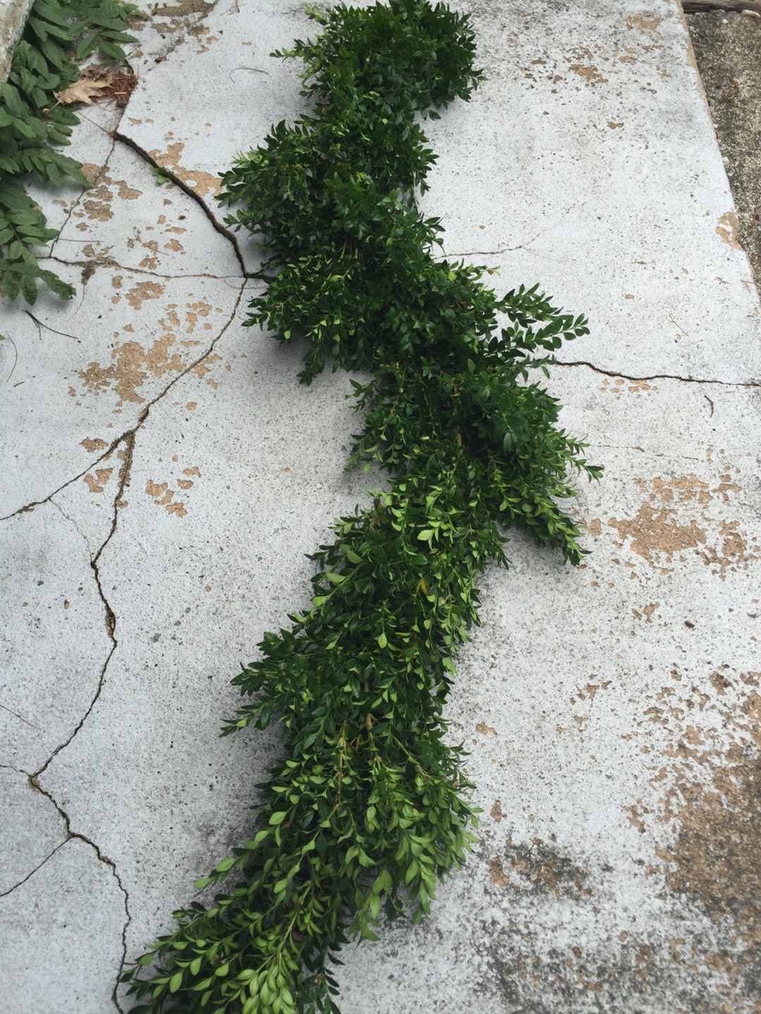 Fresh Boxwood Garland - Etsy