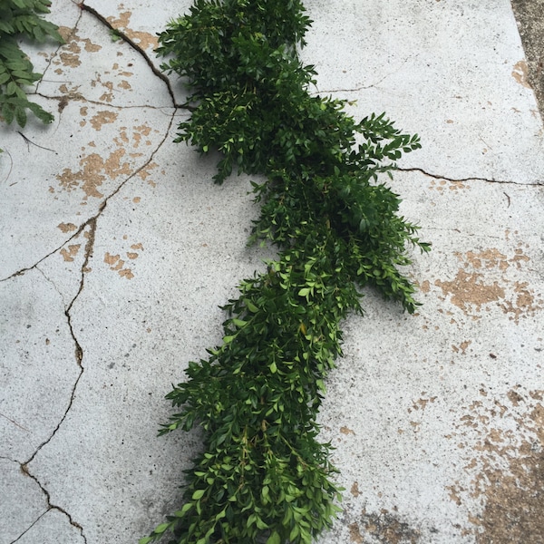 Fresh Boxwood Garland