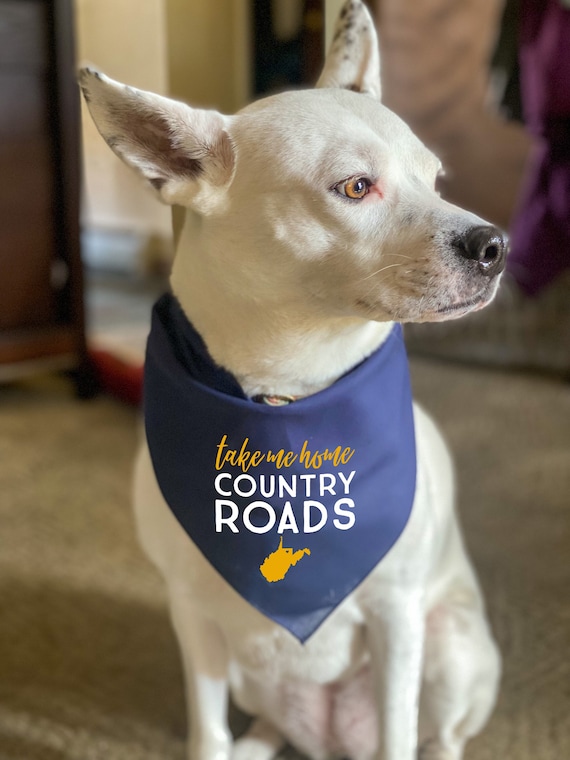 Wvu hotsell dog bandana