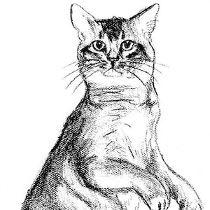 Somali Cat Breed Charcoal Illustration Black/White Print