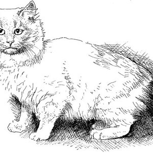 Cymric Cat Illustration Black/White Pen Ink (Art Print)