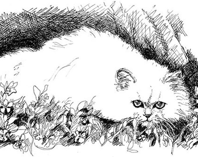 Persian Cat Pen and Ink Illustration Black / White Print - Etsy