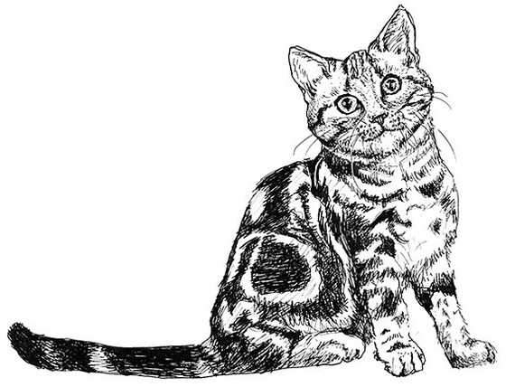 American Shorthair Cat Breed Black White Print Etsy