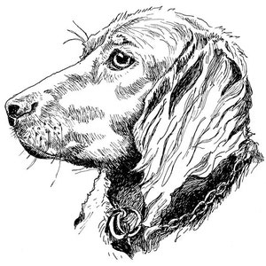 Könnte beinhalten: Schwarz-weiß-Zeichnung eines Hundekopfes, der nach rechts schaut. Der Hund hat herabhängende Ohren und ein Halsband mit einem Anhänger.