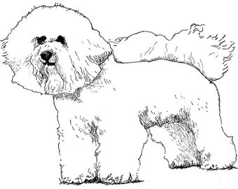 Bichon Frise Dog Illustration Black/White Print