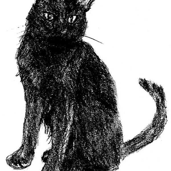 Black Bombay Cat Breed Black/White Illustration Print