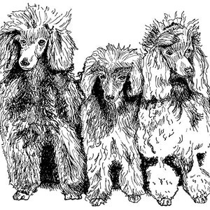 Poodle Dog Breed Black/White Print
