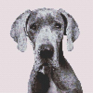 May include: A close-up of a Great Dane puppy with a light gray and black coat. The puppy is looking directly at the camera with a serious expression.