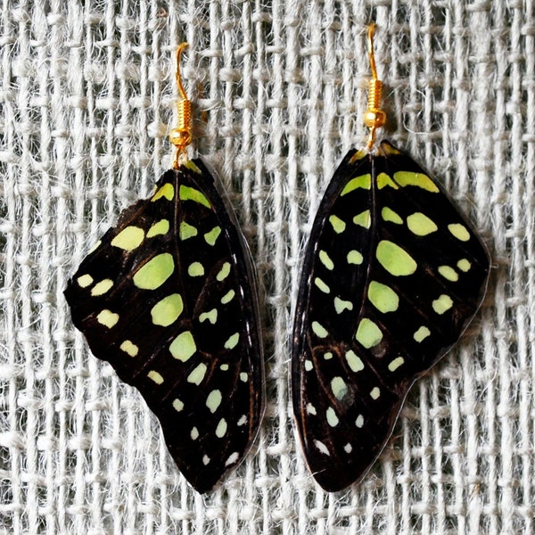 Real Green Tailed Jay Butterfly Triangle Wing Earrings Animal Friendly Recycled Jewelry