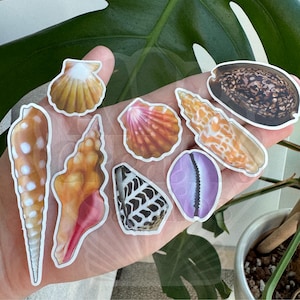 NEW Hawaiian Shell Bundle