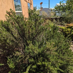 May include: A large green rosemary bush with small purple flowers growing in front of a tan stucco building with windows.