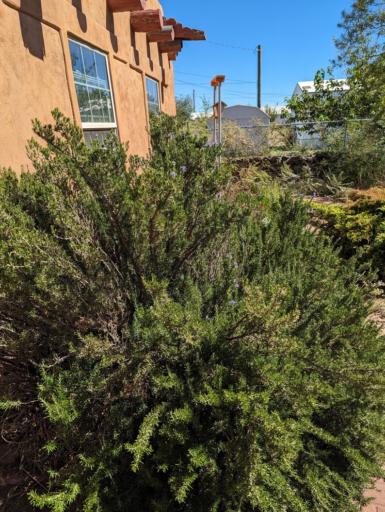 May include: A large green rosemary bush with small purple flowers growing in front of a tan stucco building with windows.